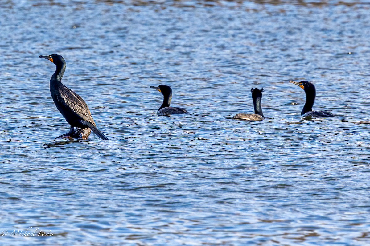 Cormoran à aigrettes - ML438758341