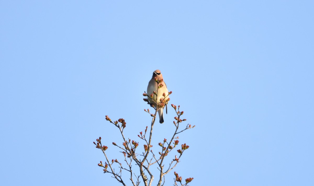 Cedar Waxwing - ML438760601