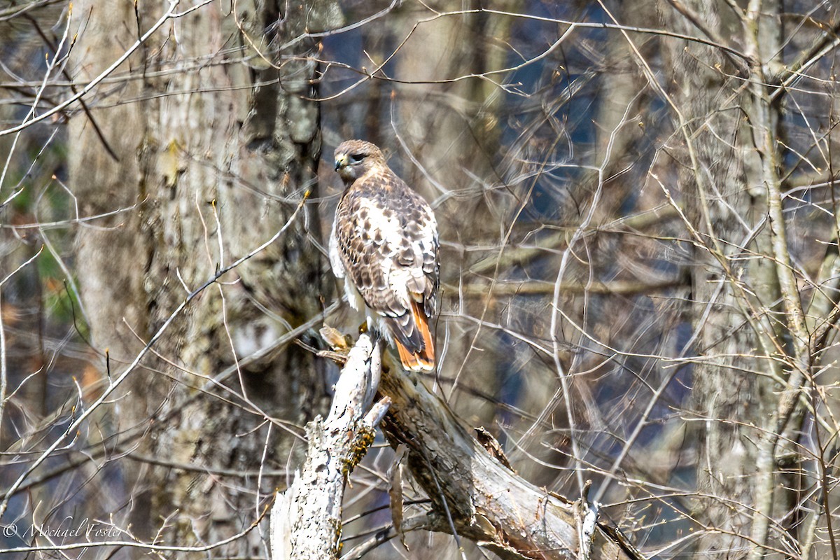 Red-tailed Hawk - ML438761661