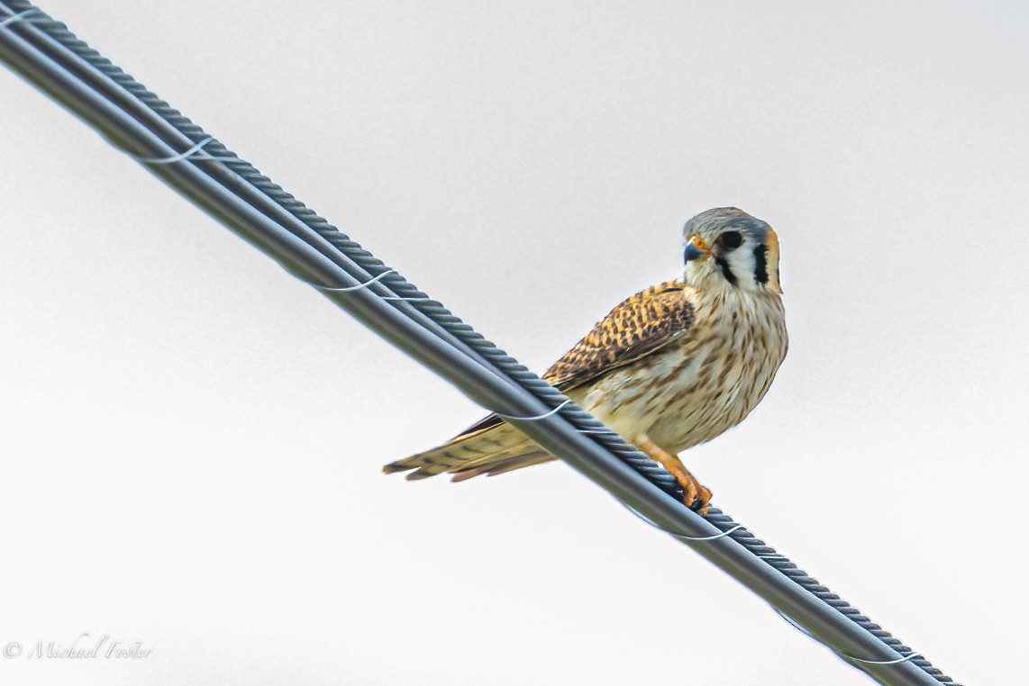 American Kestrel - ML438761701