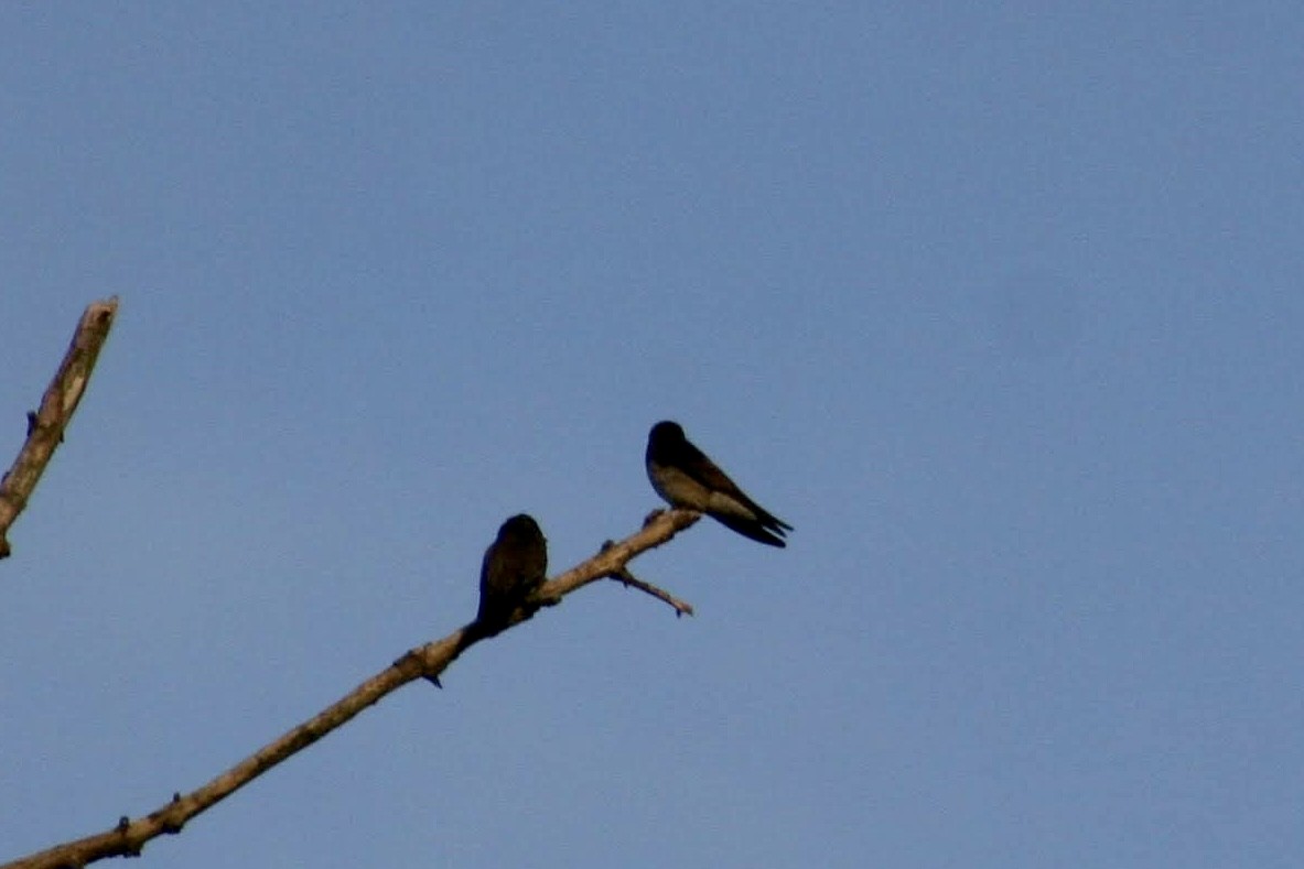 Northern Rough-winged Swallow - ML438765251