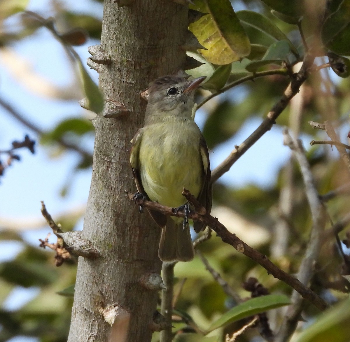 Yellow-bellied Elaenia - ML438768481