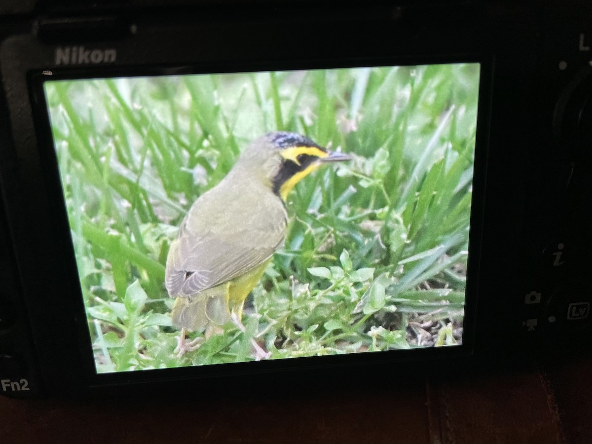 Kentucky Warbler - Jeff Lemons