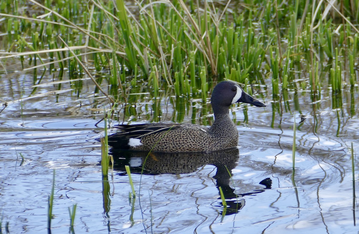 Blue-winged Teal - ML438768861