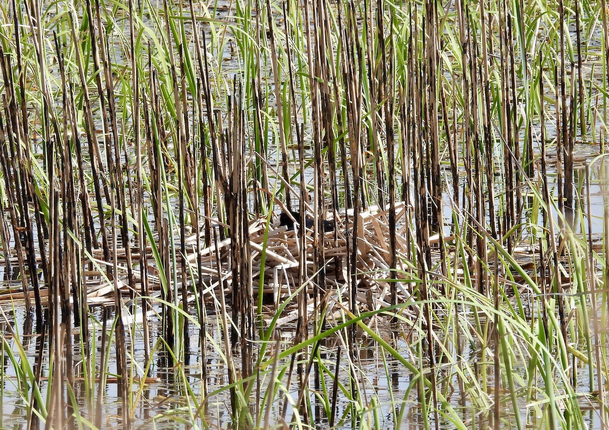 American Coot - ML438769221