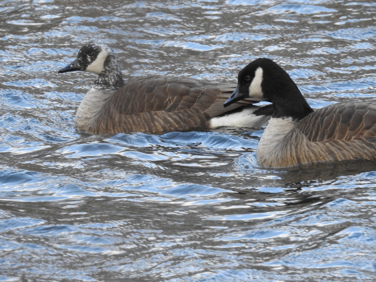 Kanadagans - ML43876981