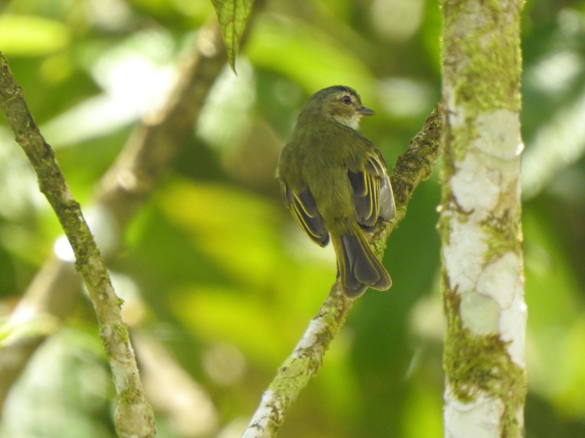 Mistletoe Tyrannulet - ML438770341