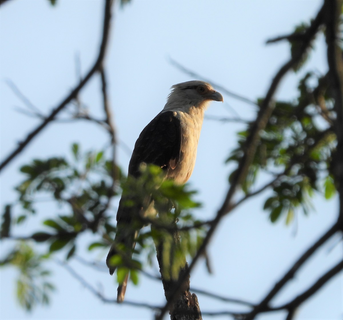 Yellow-headed Caracara - ML438770471