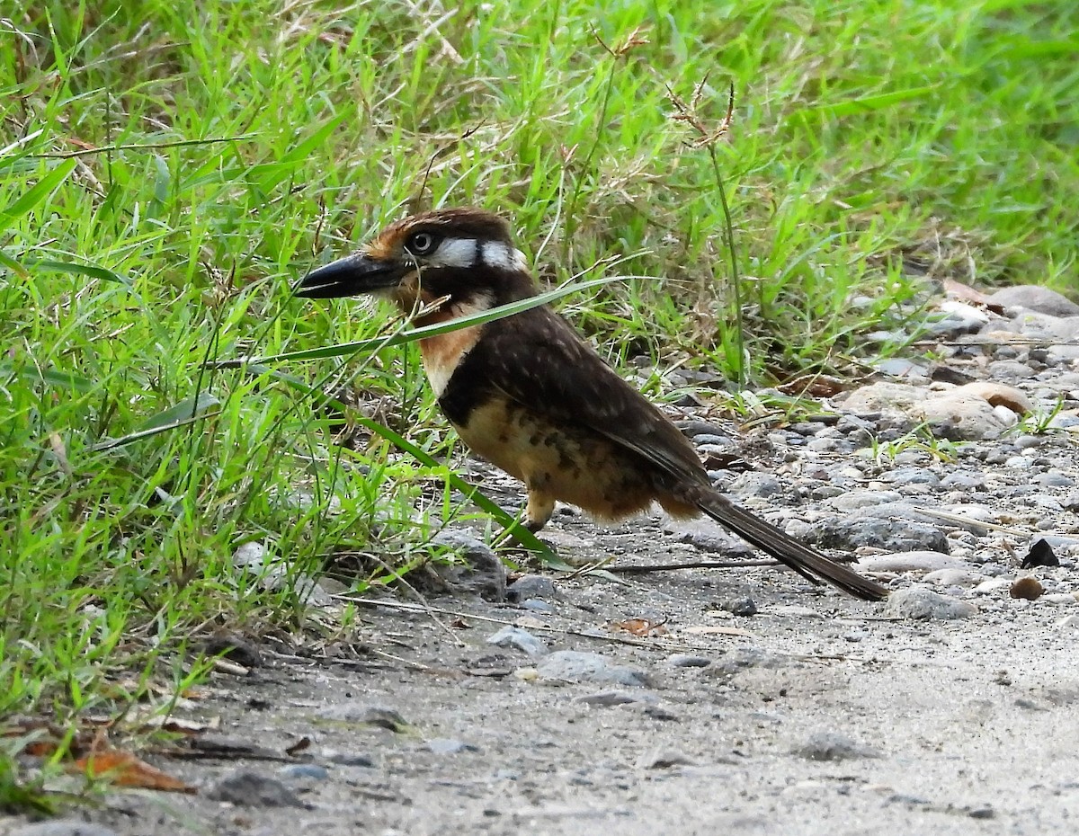 Russet-throated Puffbird - ML438770701