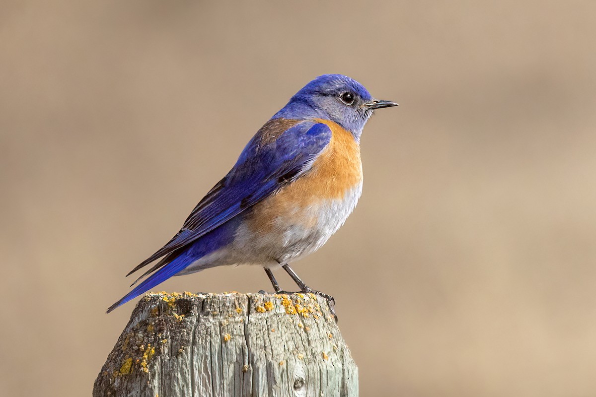 Western Bluebird - ML438770891