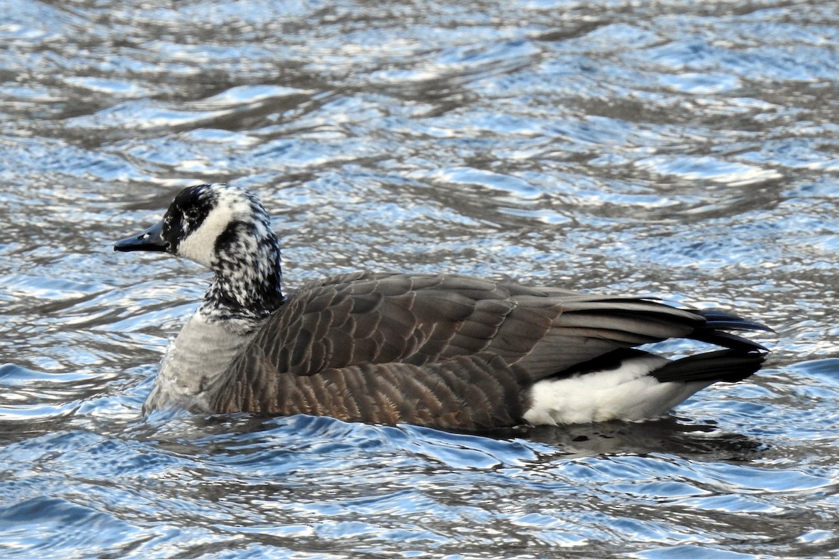 Kanadagans - ML43877091