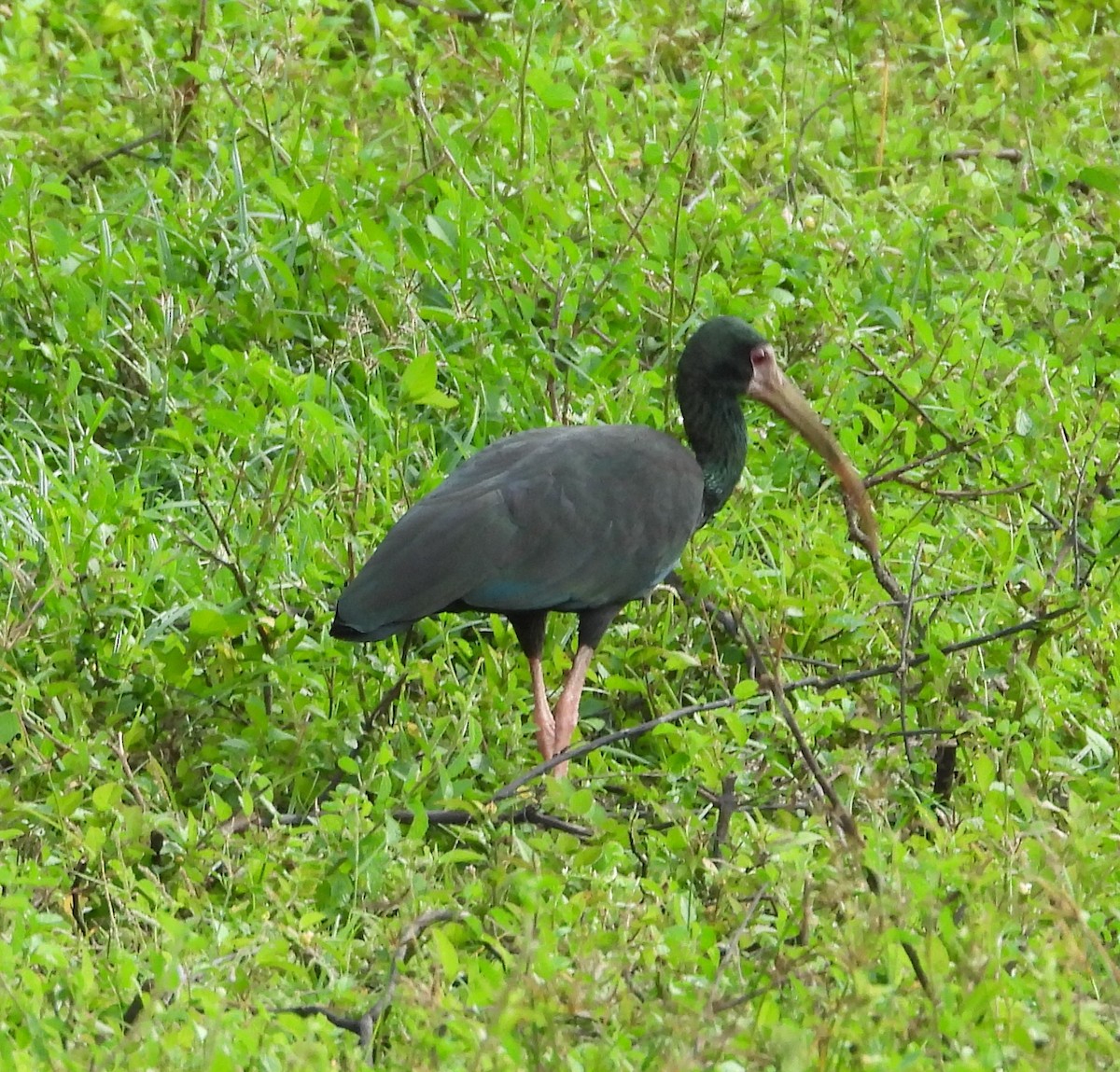 rødmaskeibis - ML438771021