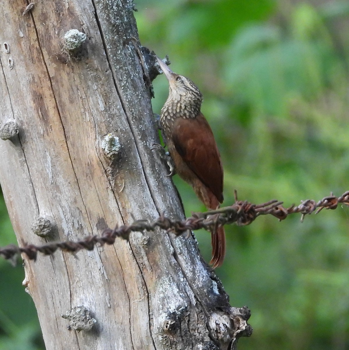 Straight-billed Woodcreeper - ML438771501