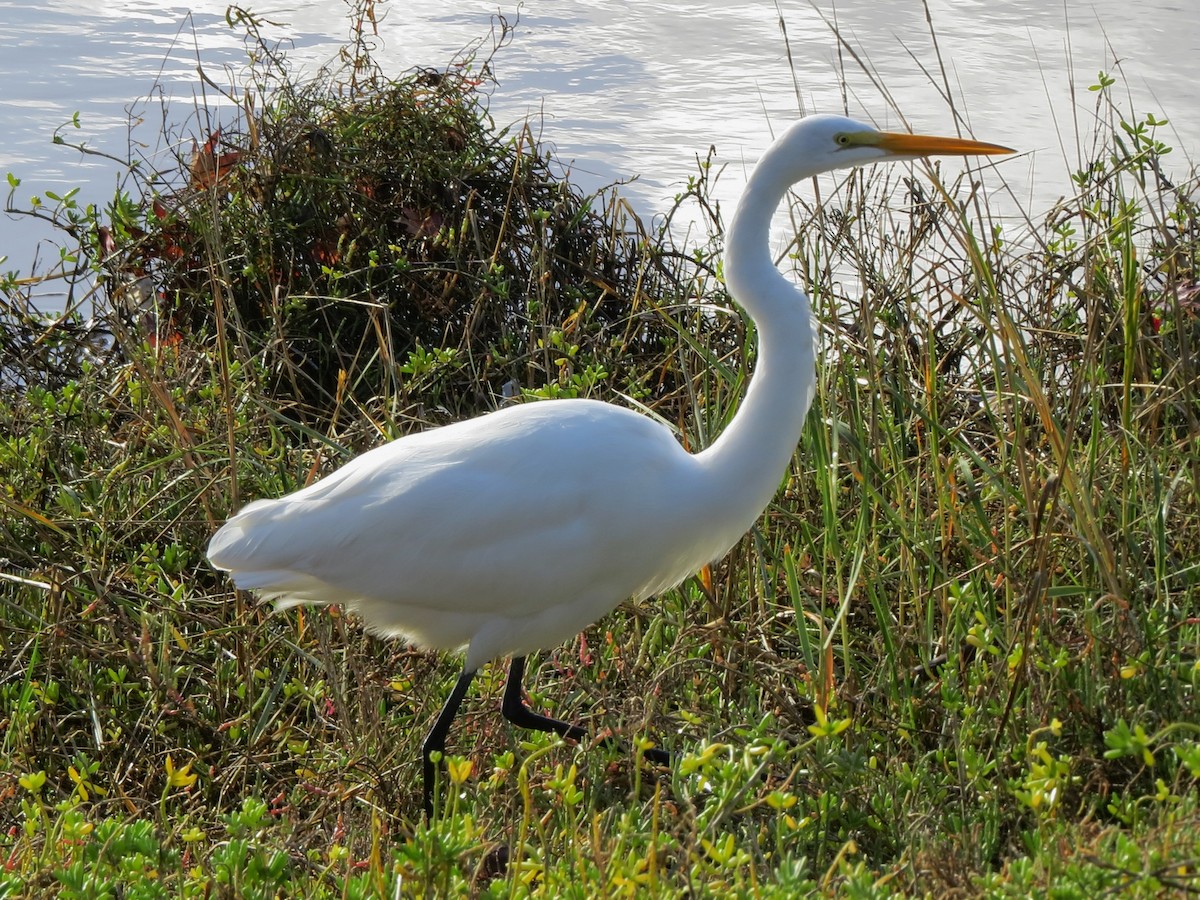 Great Egret - ML43877181