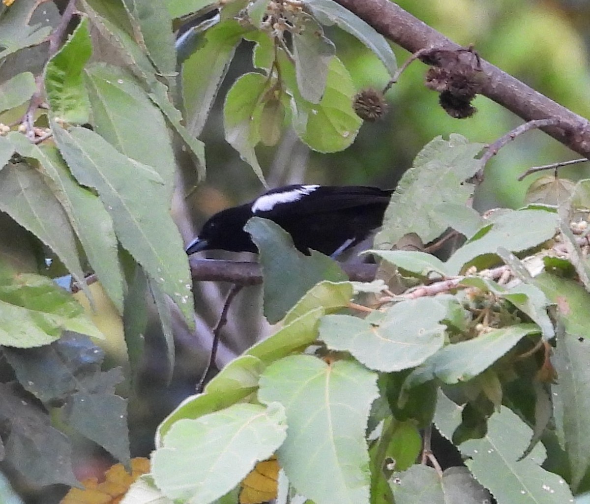White-shouldered Tanager - ML438771831