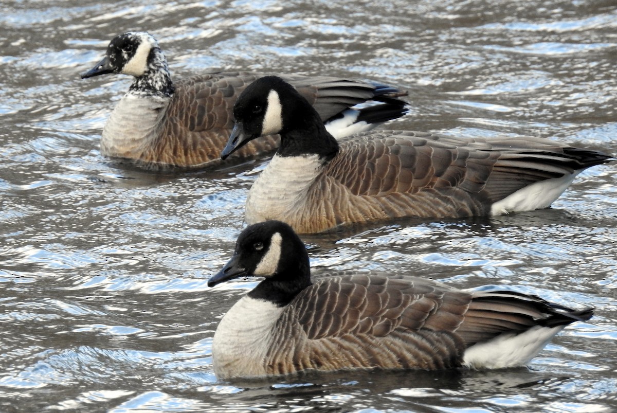 Kanadagans - ML43877201