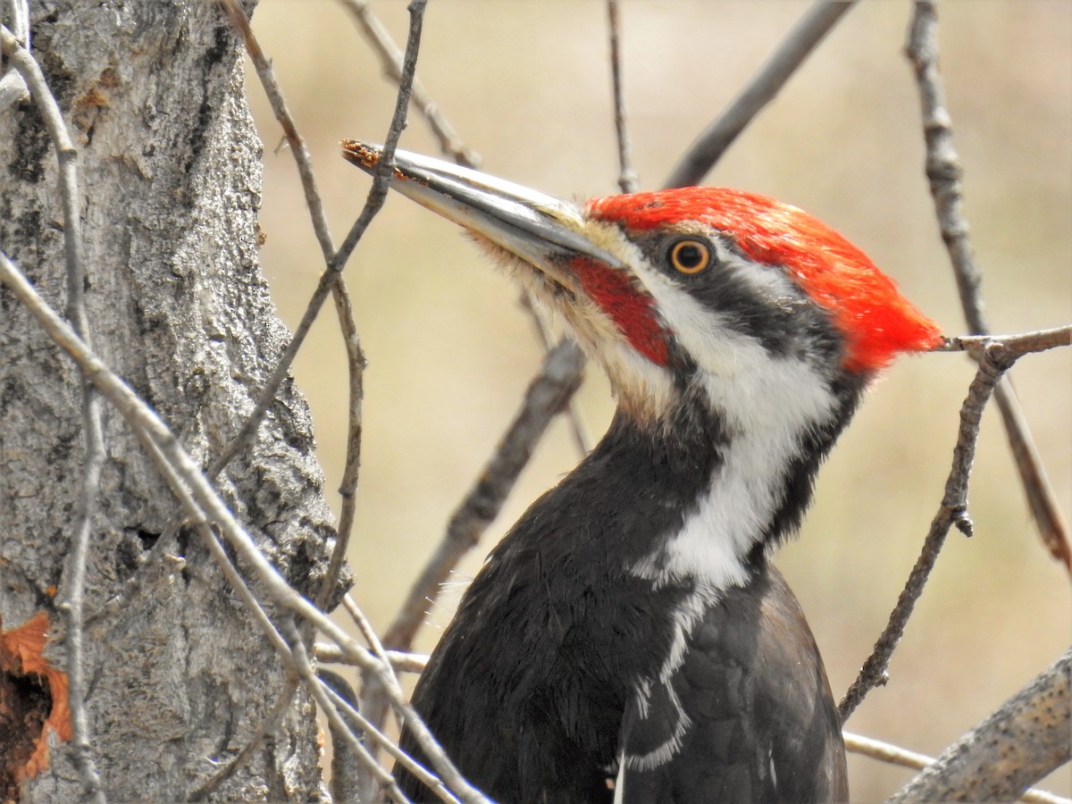 Pileated Woodpecker - Victoria Roche