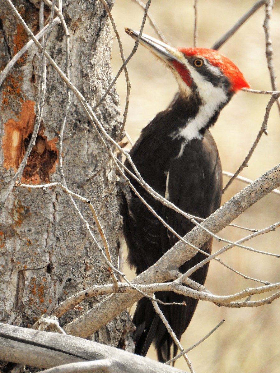 Pileated Woodpecker - Victoria Roche