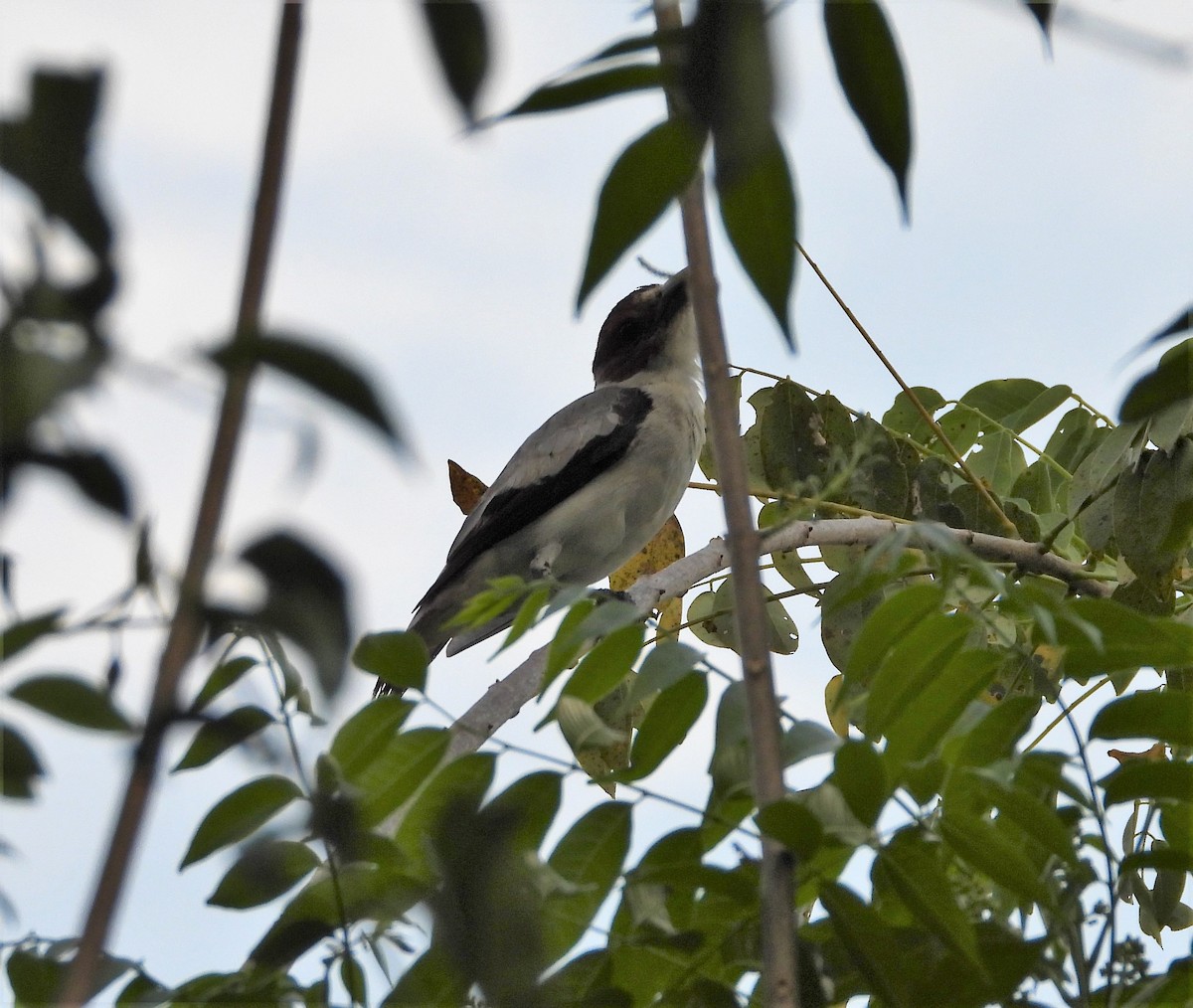 Black-crowned Tityra - ML438772311