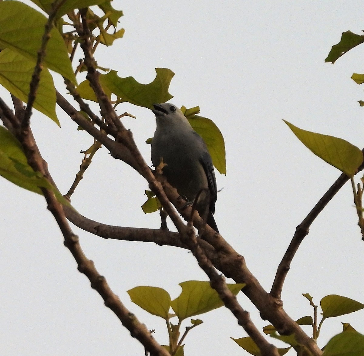 Blue-gray Tanager - ML438772631