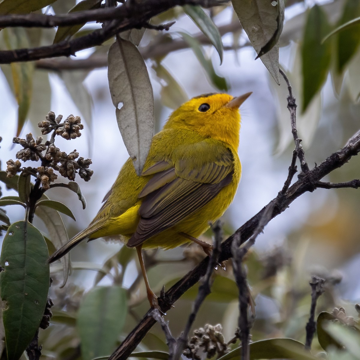 Wilson's Warbler - ML438773101