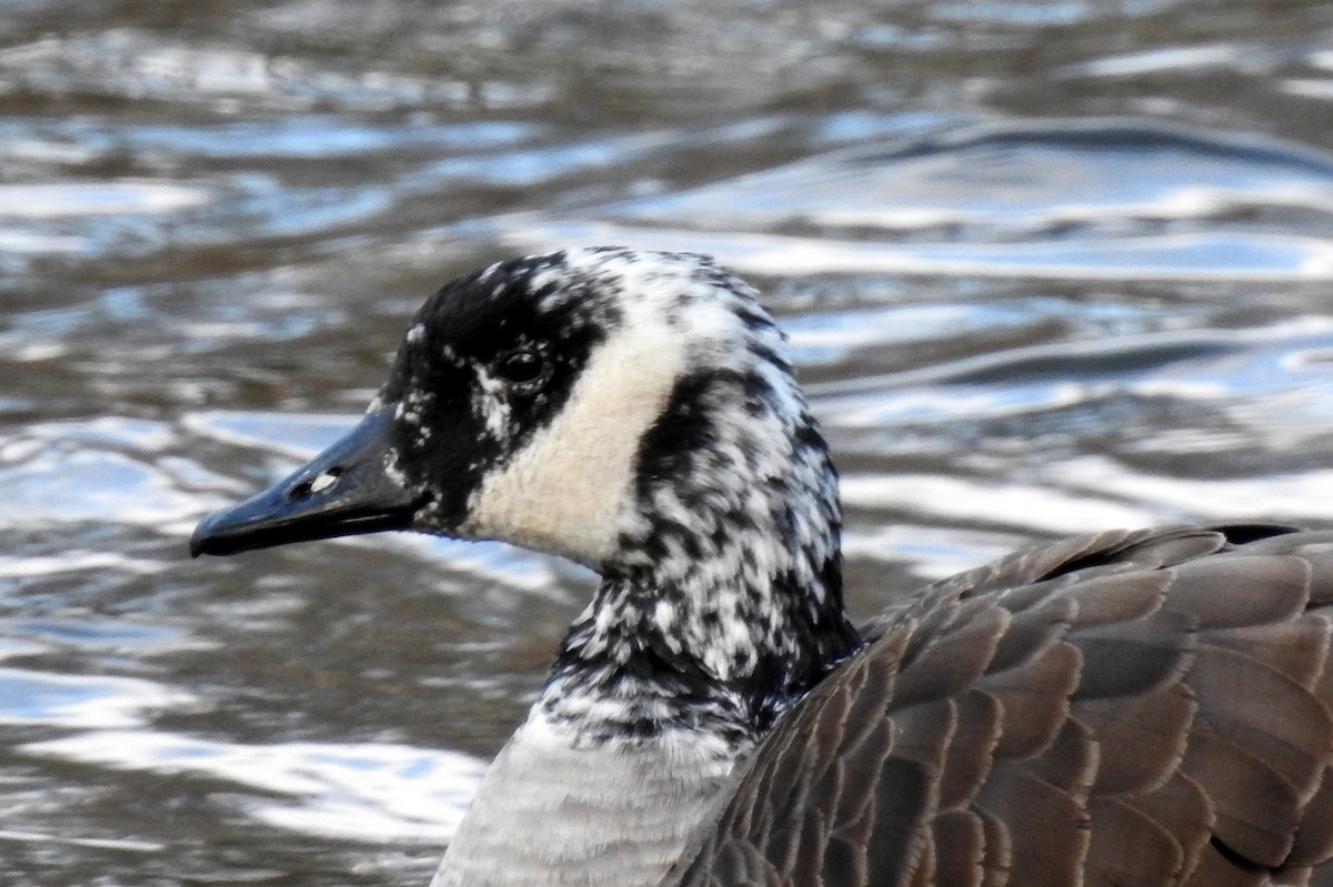 Kanadagans - ML43877311