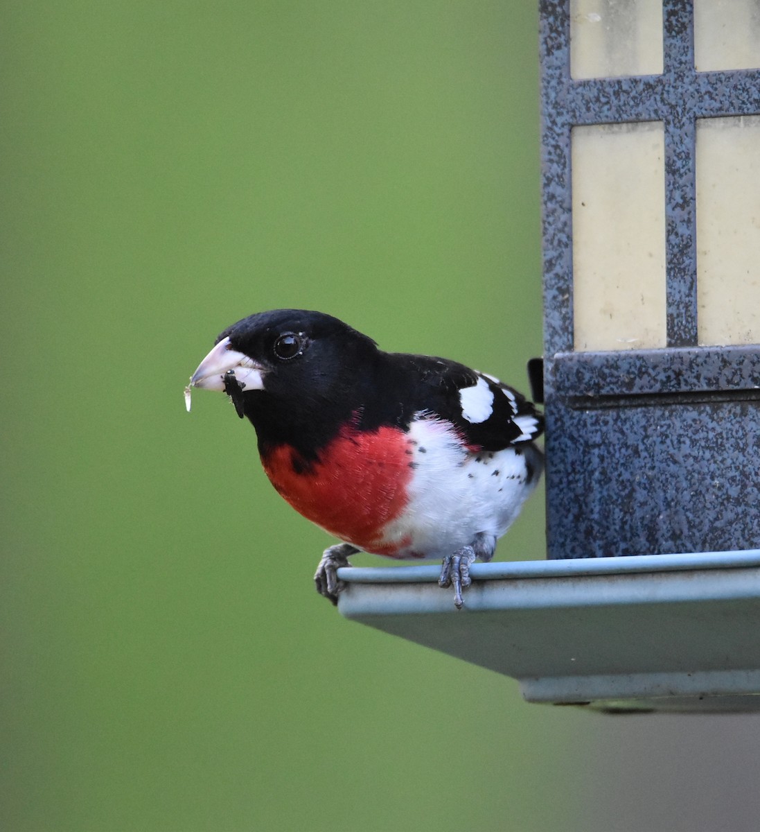 Rose-breasted Grosbeak - ML438774491