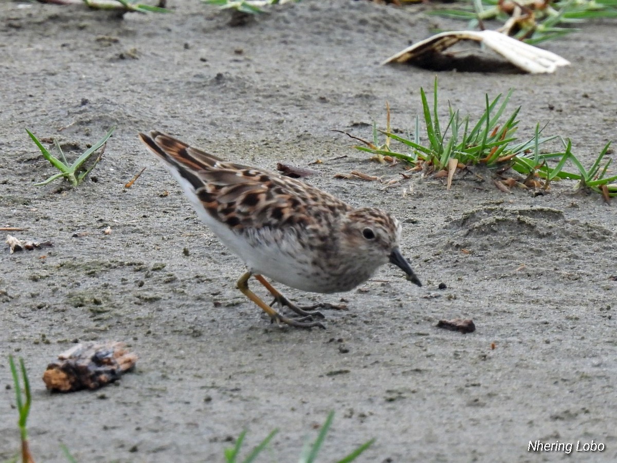 pygmésnipe - ML438775811