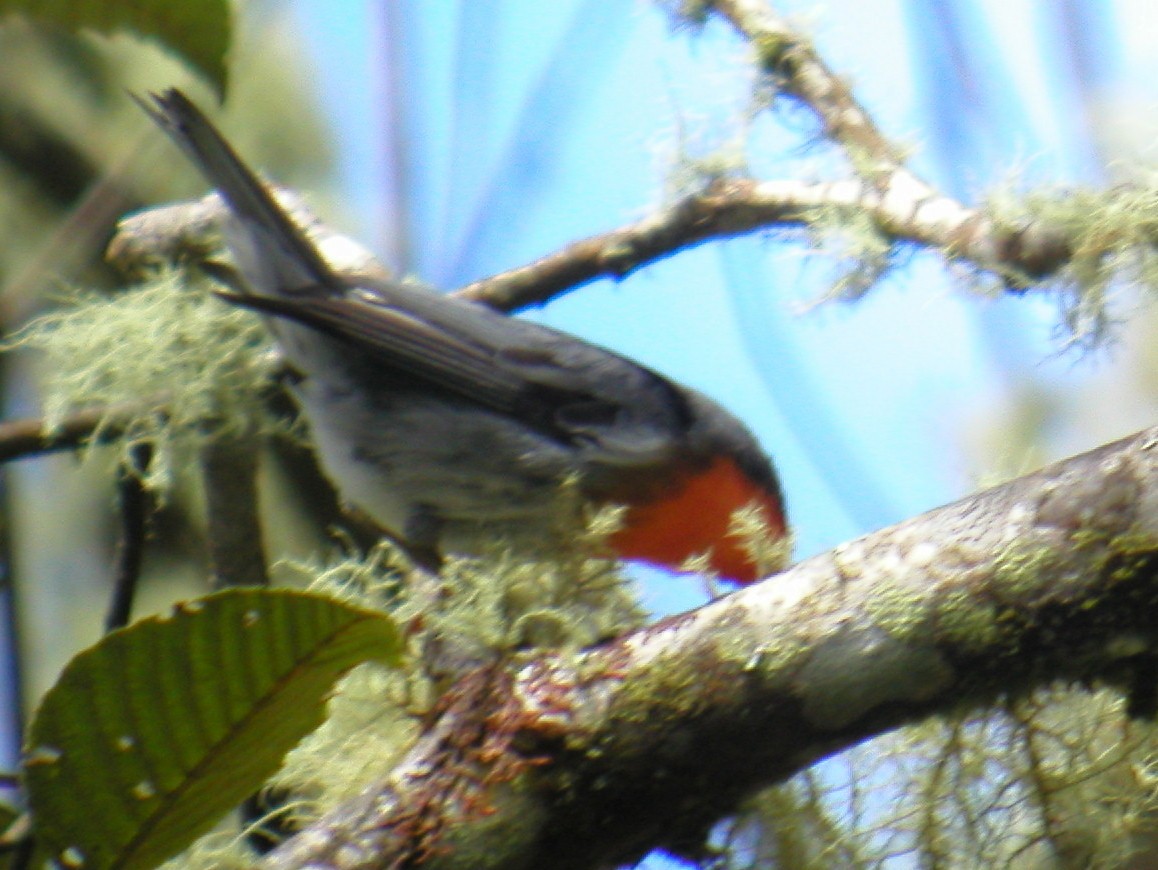 Flame-throated Warbler - ML43877591