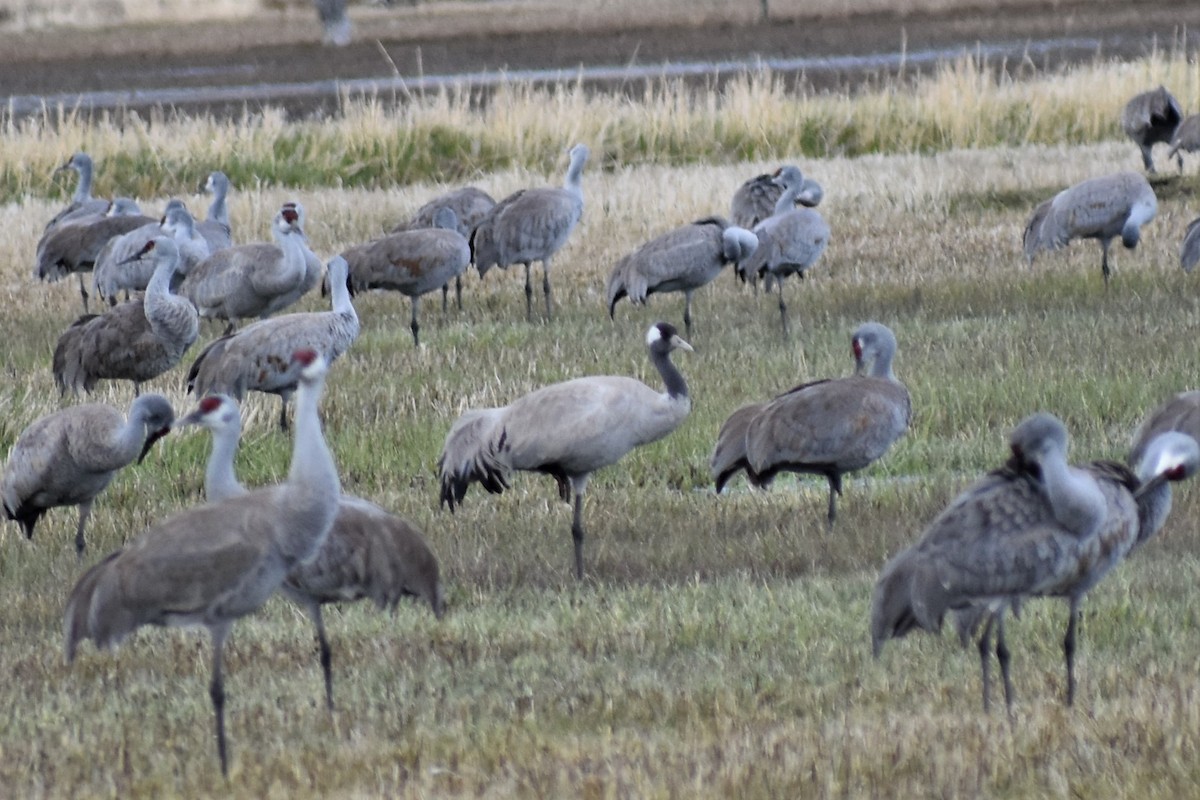 Grulla Común - ML438776421