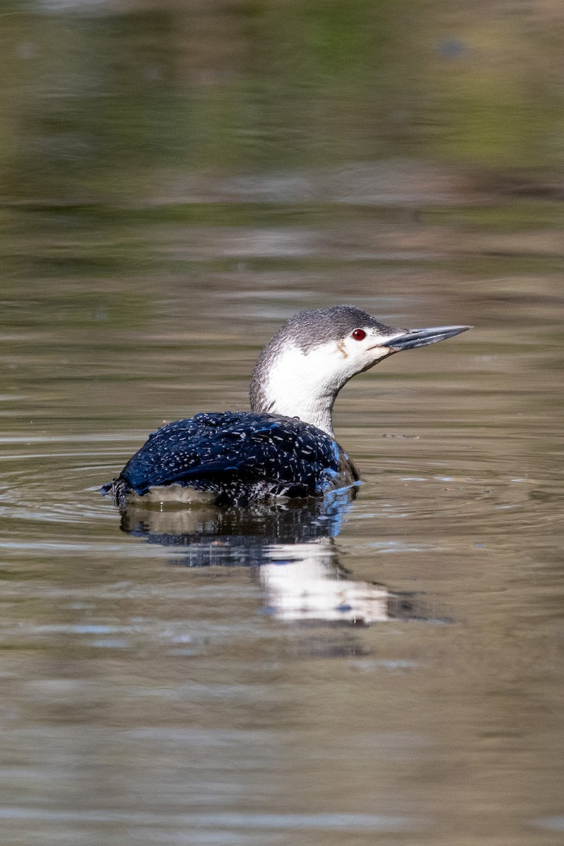 Red-throated Loon - ML438776741