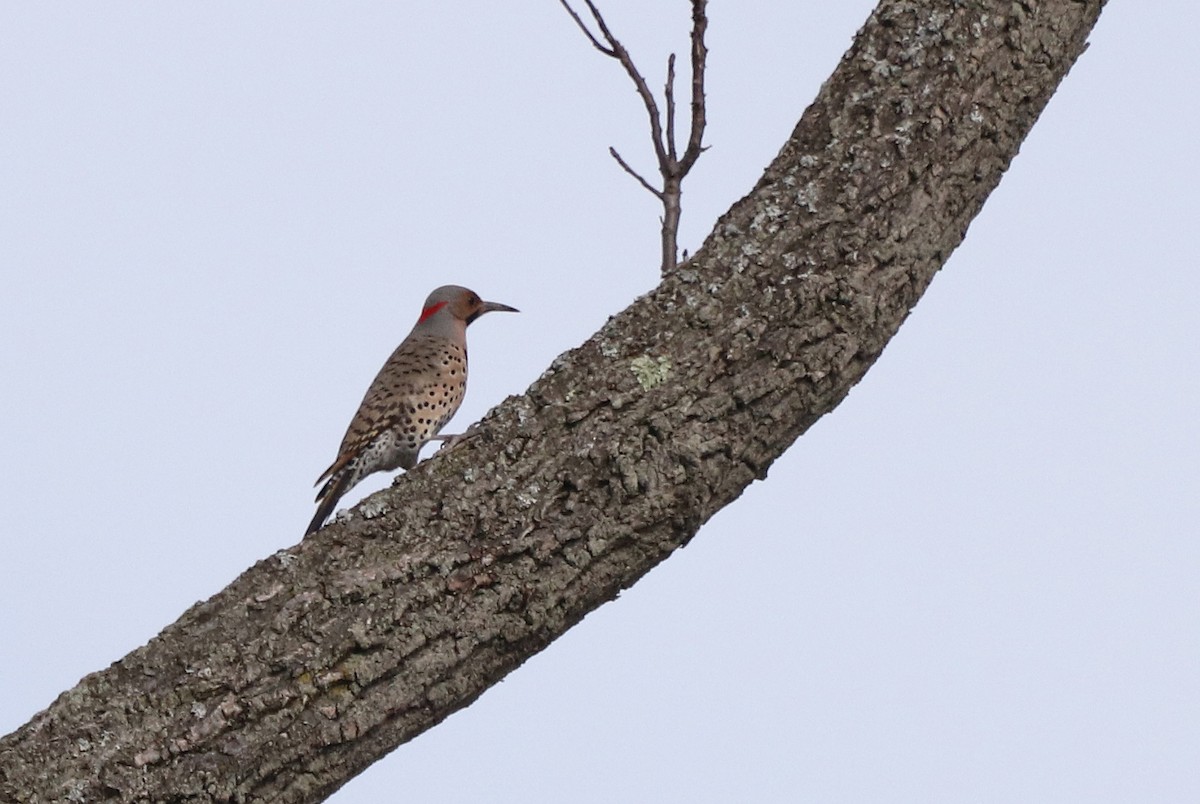 Northern Flicker (Yellow-shafted) - ML438777071