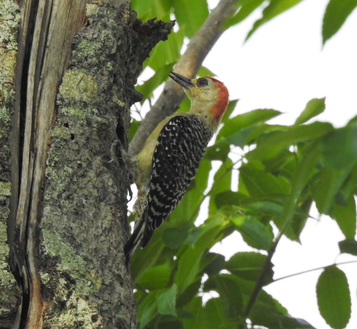 Red-crowned Woodpecker - ML438777491