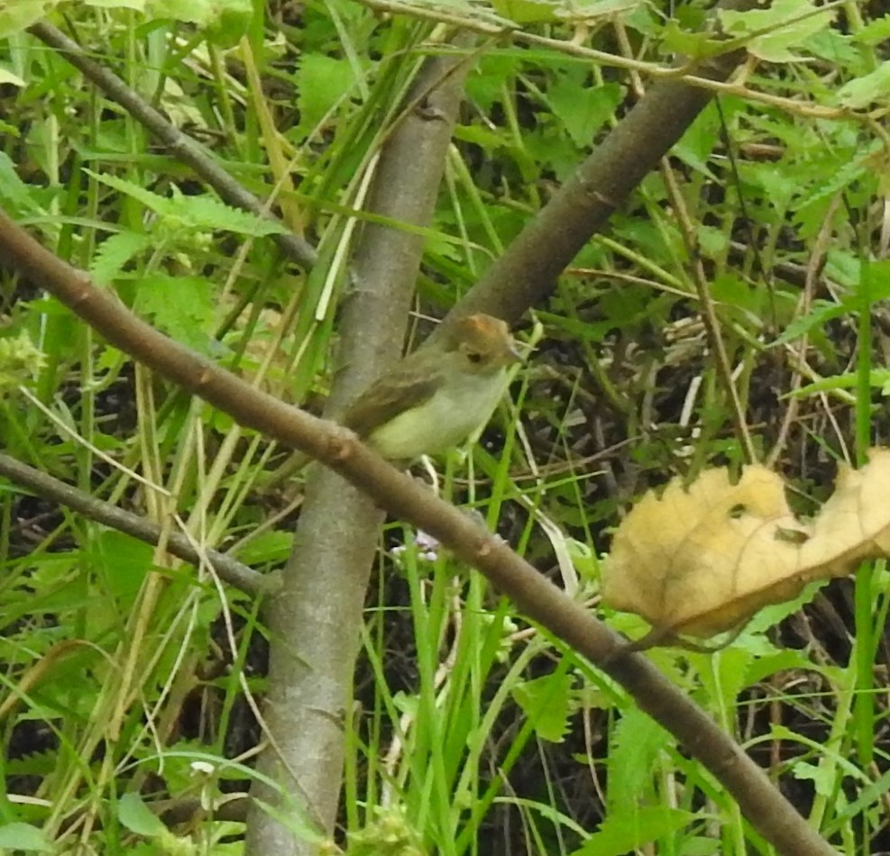 Fulvous-crowned Scrub-Tyrant - ML438777851