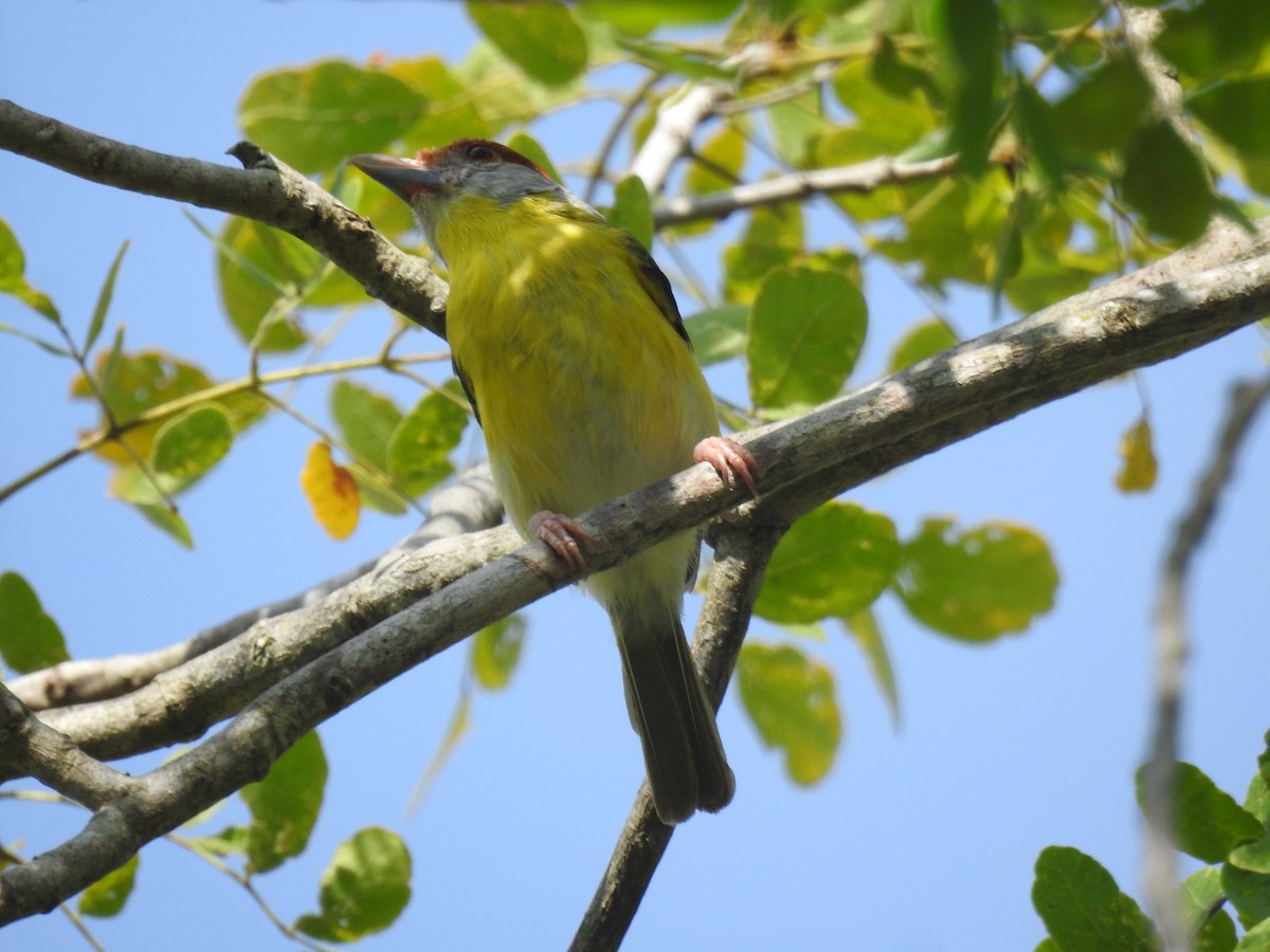 Rufous-browed Peppershrike - ML438777891