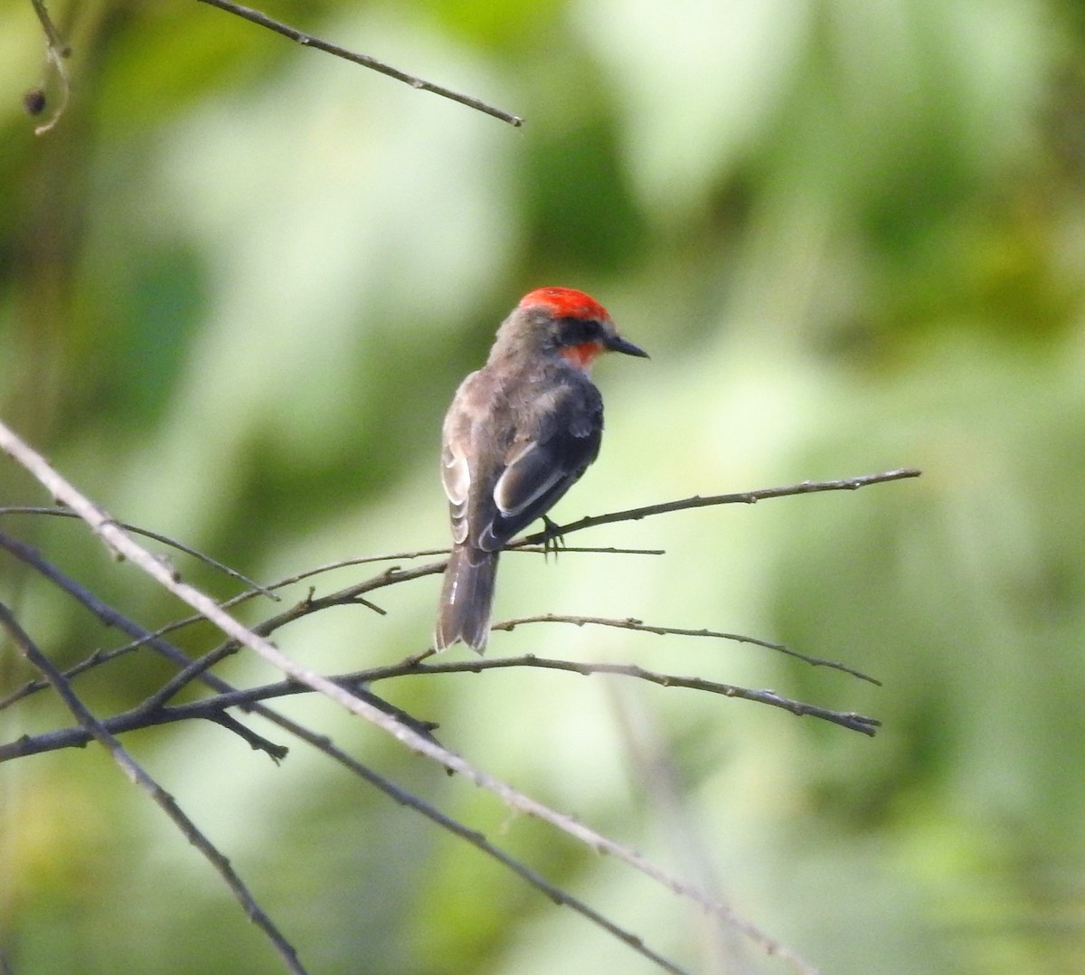 Vermilion Flycatcher - ML438777981