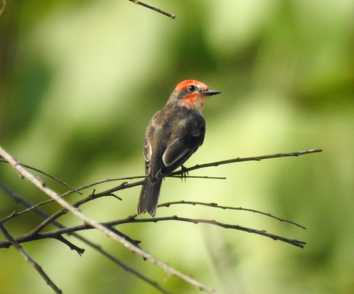 Vermilion Flycatcher - ML438778151