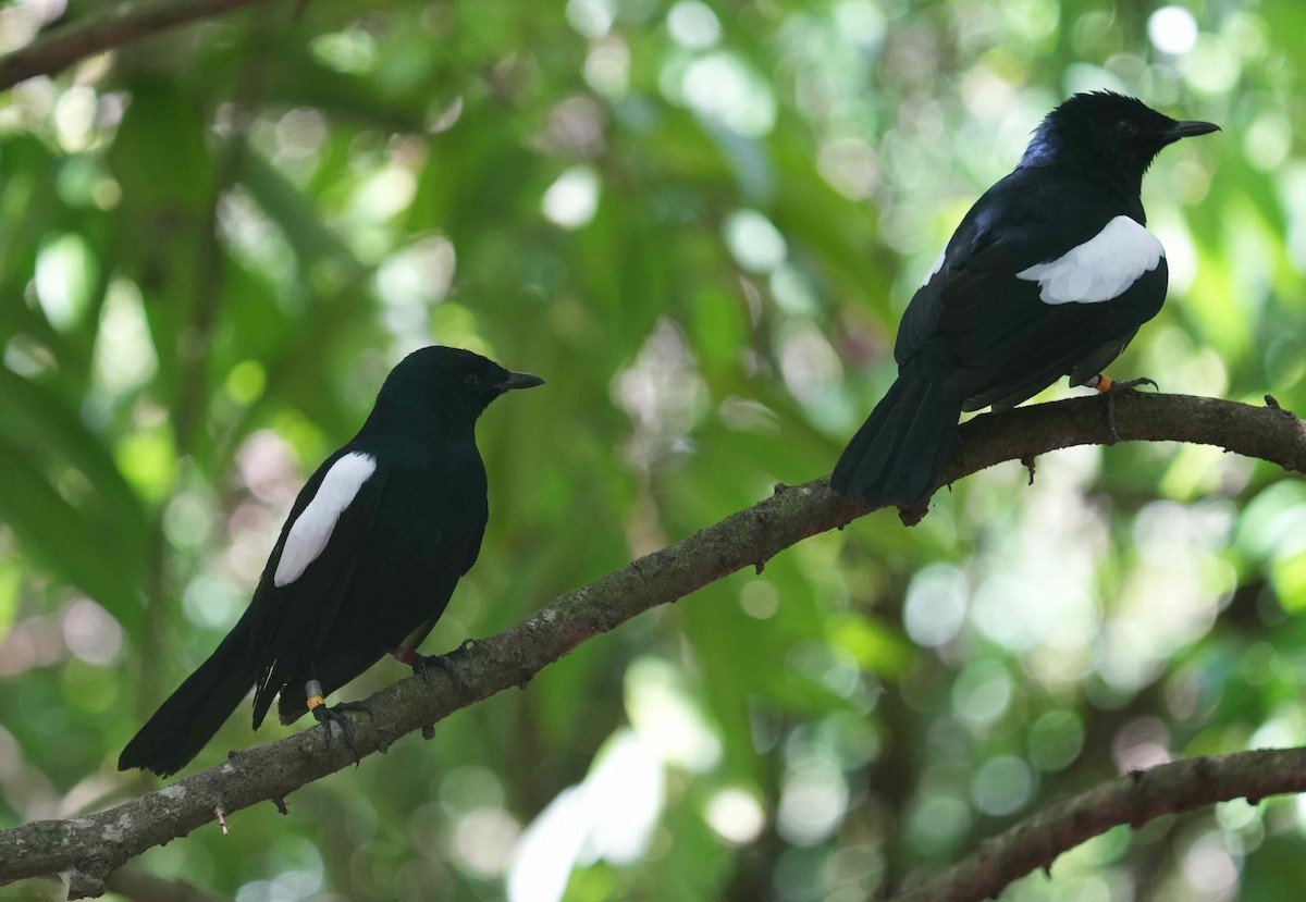 Seychelles Magpie-Robin - ML438778371