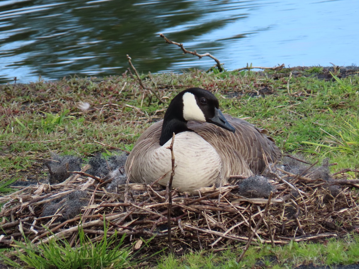 Canada Goose - Anonymous