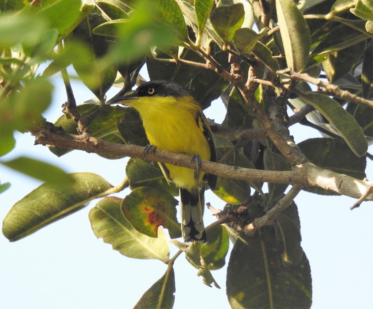 Common Tody-Flycatcher - ML438778871