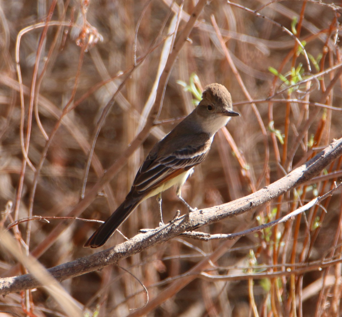 Ash-throated Flycatcher - Michelle Emlin