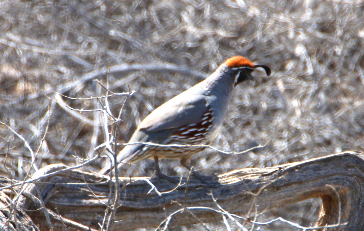 Gambel's Quail - ML438780941