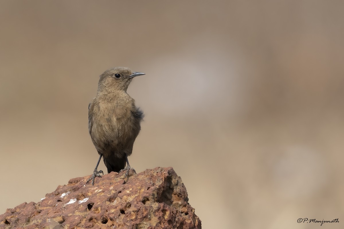 Brown Rock Chat - ML438780951