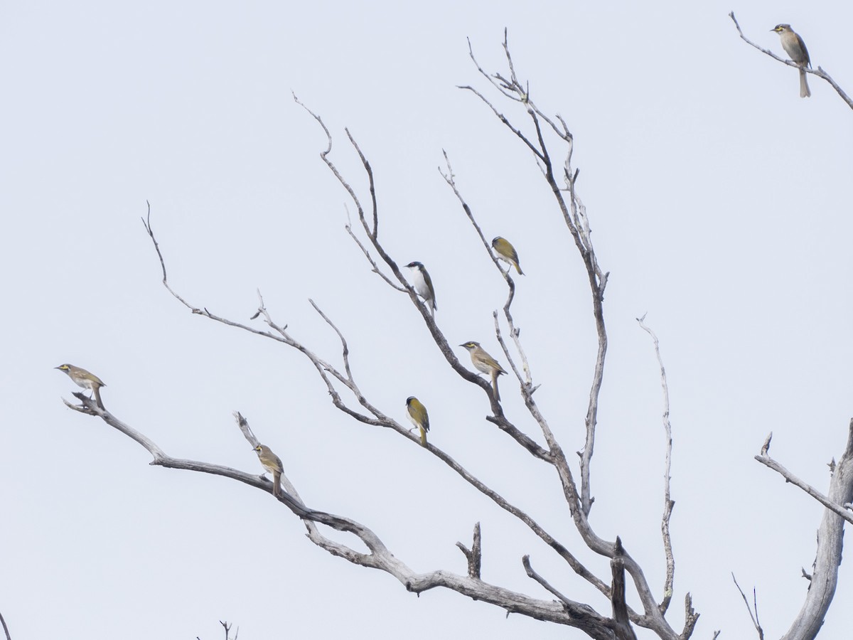 Yellow-faced Honeyeater - ML438781041