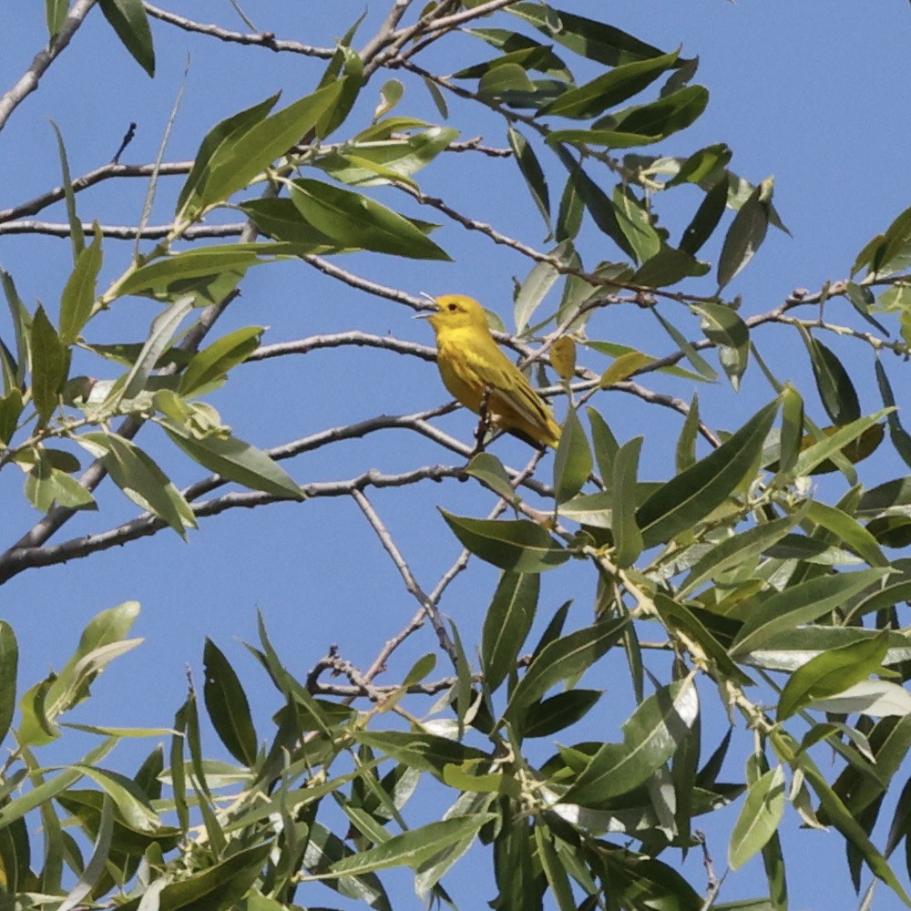 Yellow Warbler - ML438781161