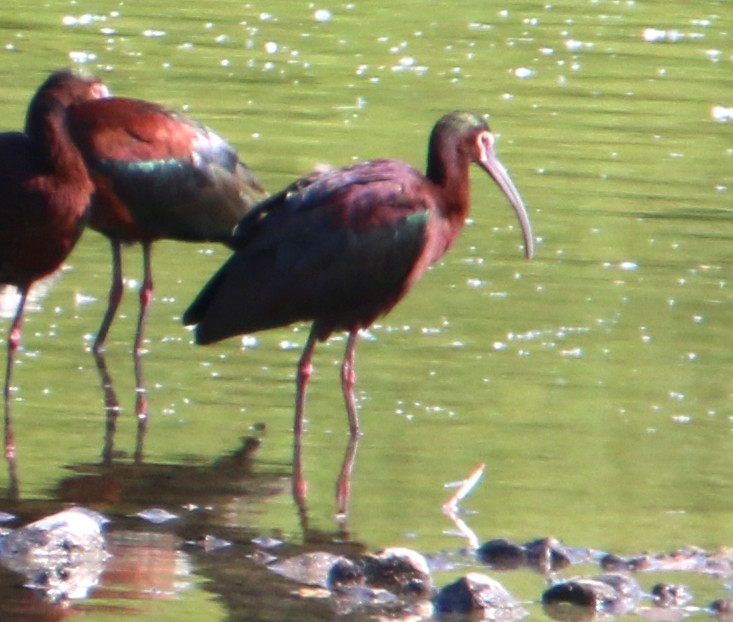 White-faced Ibis - ML438781391