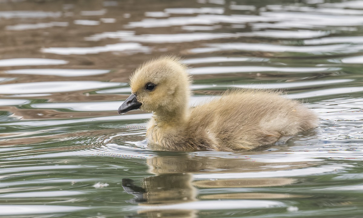 Canada Goose - Becky Matsubara