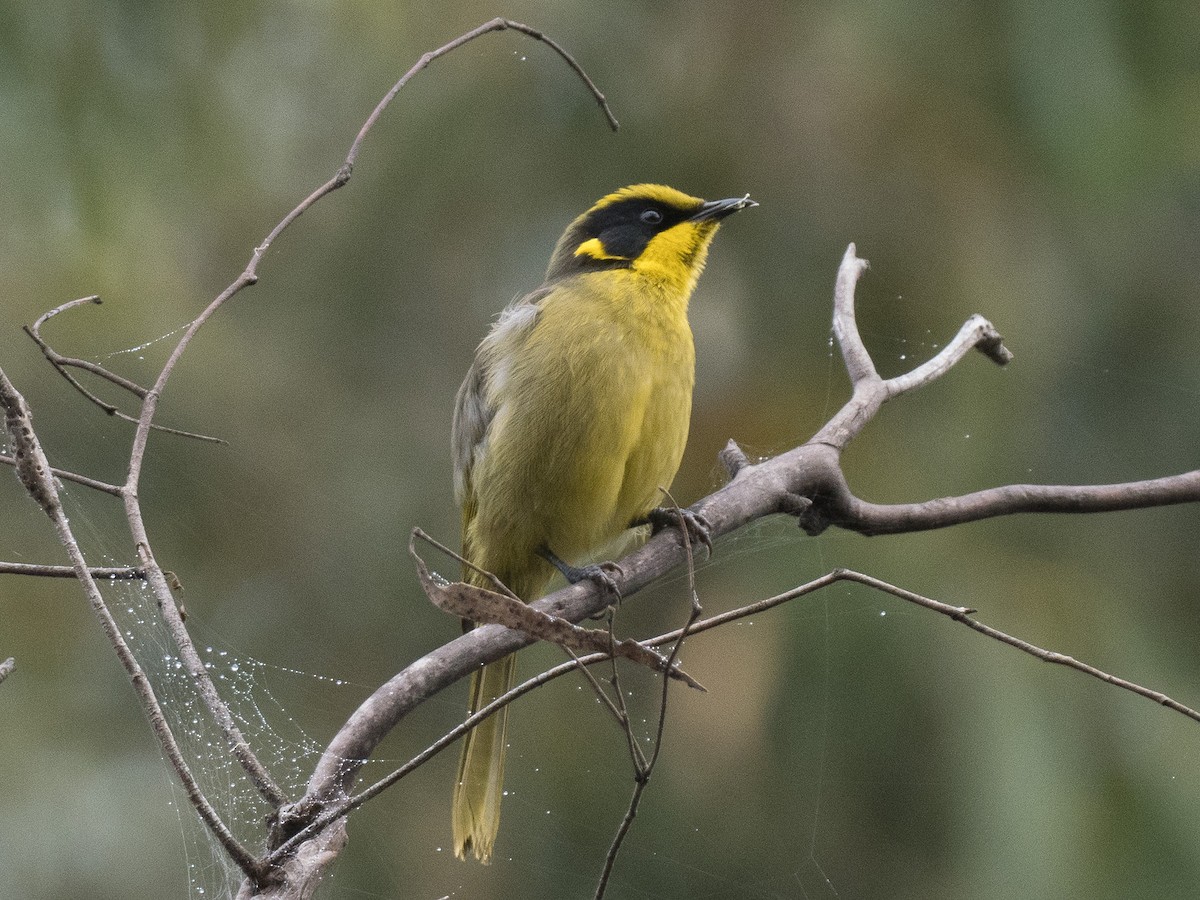 Yellow-tufted Honeyeater - ML438781571