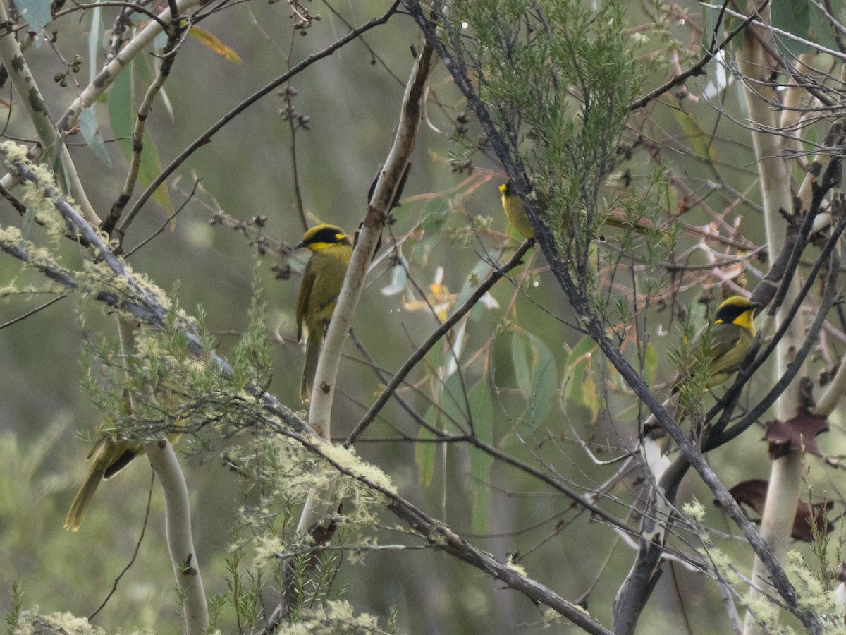 Yellow-tufted Honeyeater - Patrick Cox