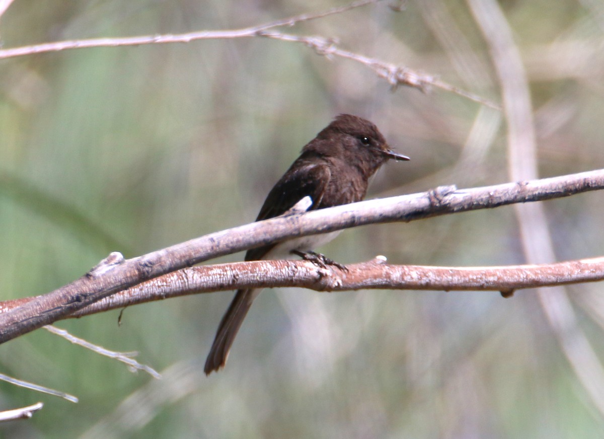 Black Phoebe - Michelle Emlin